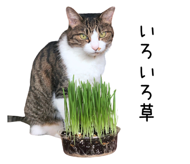爆誕、neko-kaburi.lol